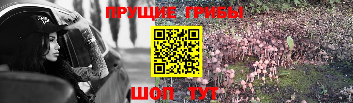 наркотики  Псилоцибиновые грибы мухоморы  Вход с VPN  Красногорск  Псилоцибиновые грибы GOLDEN TEACHER 