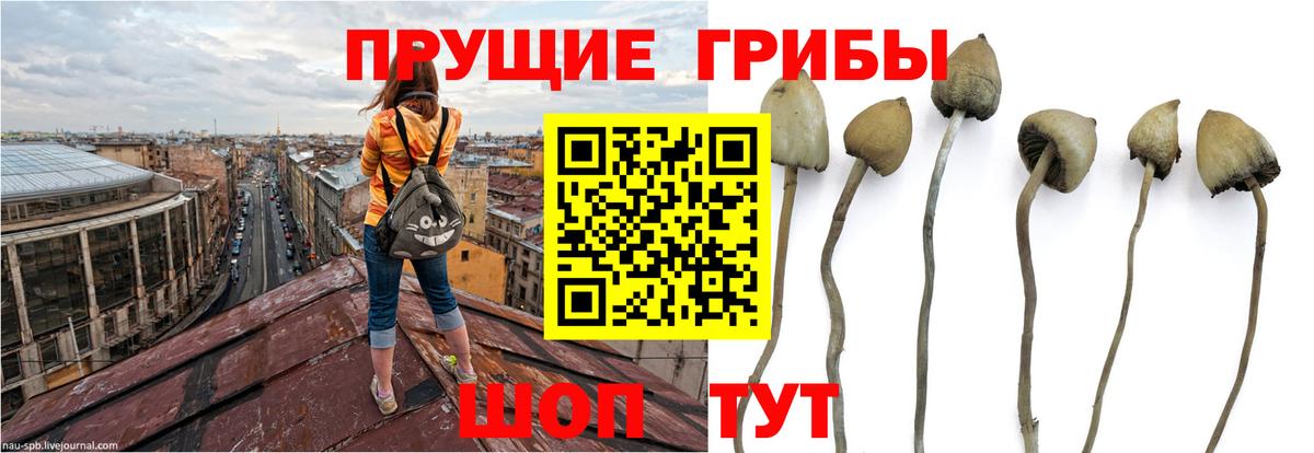 Псилоцибиновые грибы ЛСД Красногорск